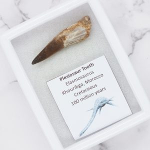 Ginuwine Plesiosaurus Tooth - 100 Million Years Old